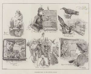 Cage-Bird Show at the Crystal Palace